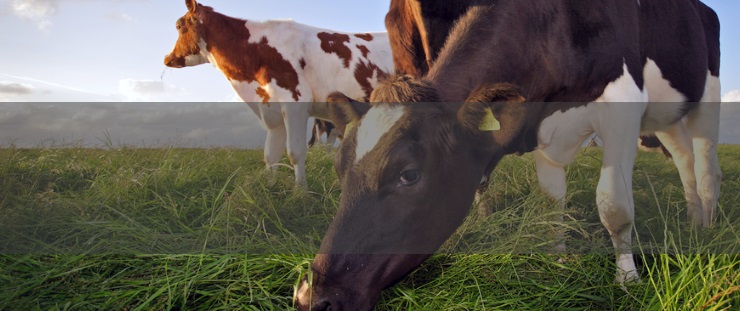 Banner krávy