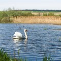 Swan on a pond